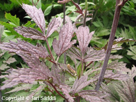 Actaea simplex Atropurpurea syyskimikki